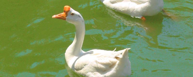 鹅为什么会咬人，附养殖方法（鹅要咬人吗）