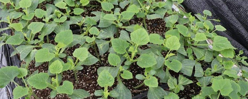 南瓜苗的高产栽培技术 高产南瓜种植技术与管理