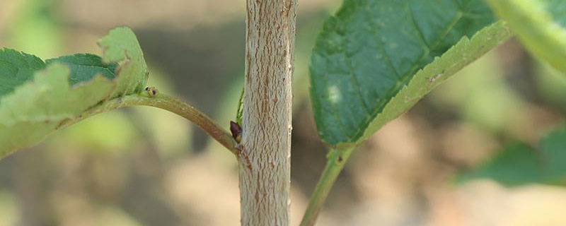 樱桃嫁接方法 樱桃树嫁接