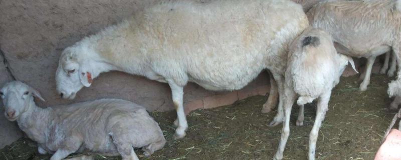 羊喝水吗，羊喝苏打水的作用（小苏打给羊饮水喝行吗）