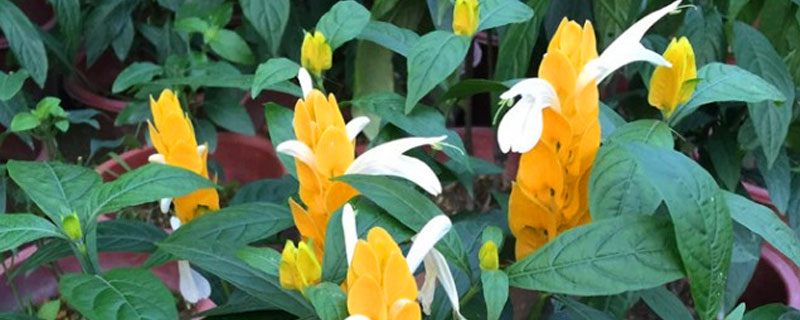 黄金宝塔花的养殖方法 黄金宝塔花怎么养