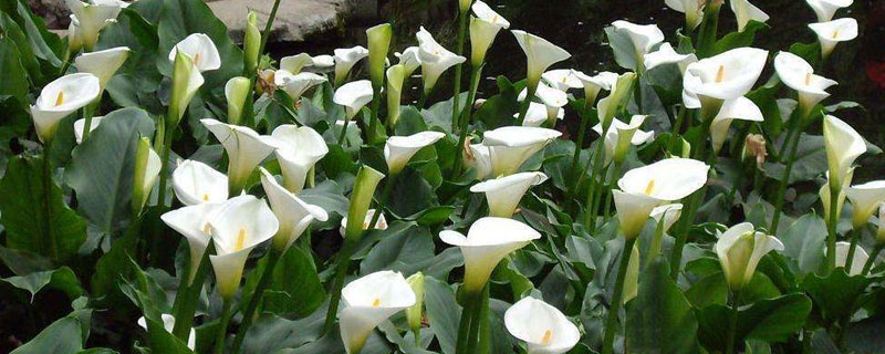 彩色马蹄莲的养殖方法和注意事项 进口马蹄莲的养殖方法和注意事项