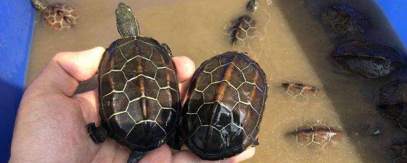 乌龟王八甲鱼鳖有什么区别（鳖甲鱼王八乌龟的区别）