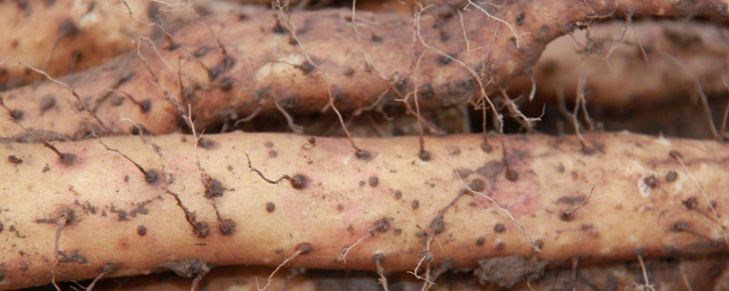 悬空种植山药的技术（悬空种植山药的技术视频）