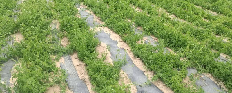 党参的种植与生长条件(党参种植条件和技术)