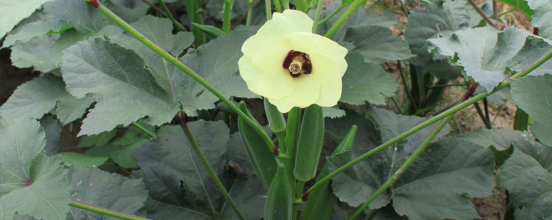 秋癸的种植方法和时间 秋葵什么时候种植