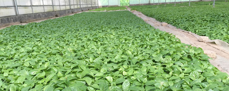 何首乌种植技术 何首乌种植技术和管理