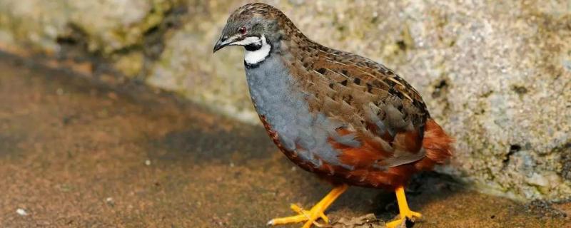 芦丁鸡叫声大吗,芦丁鸡是鹌鹑吗(芦丁鸡叫吗?)