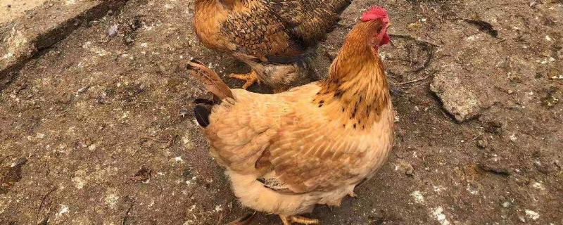 鸡不能吃什么，寿命有多长 鸡有寿命吗