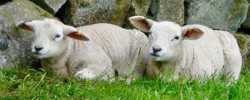 羊羔站不起来是什么原因,如何防治 羊羔站不起来是怎么回事