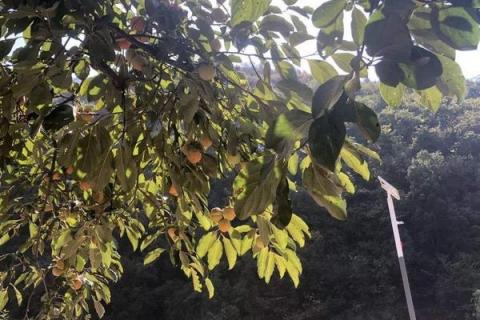 柿子树嫁接时间和方法,附常见养护技巧