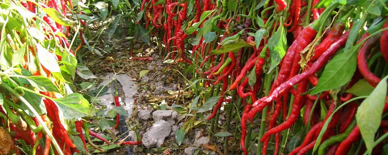 辣椒树的种植方法技术（辣椒树 种植方法）