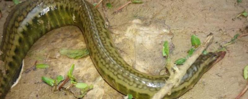 刺鳅鱼的养殖方法,和鳗鱼有什么区别