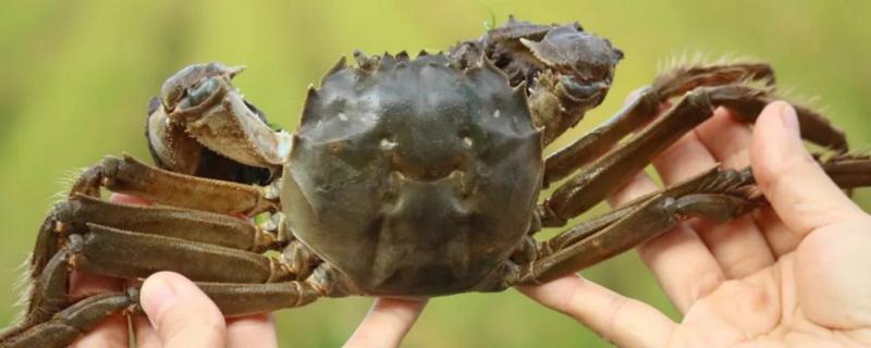 河蟹养殖技术要点,养殖周期是多久 河蟹养殖技术要点,养殖周期是多久呢