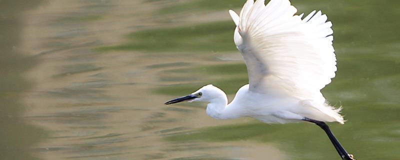 白鹭的寿命大约多少年,白鹭是几级保护动物