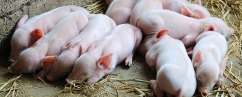 仔猪低温不食的治疗方法,是什么原因导致的