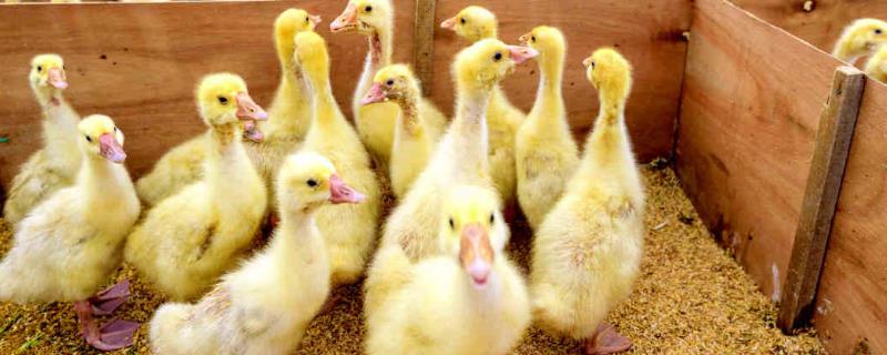 怎么养鹅,附注意事项(养鹅需要注意什么事项?)