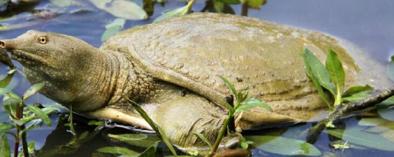 甲鱼应该怎么养殖,甲鱼是王八还是鳖