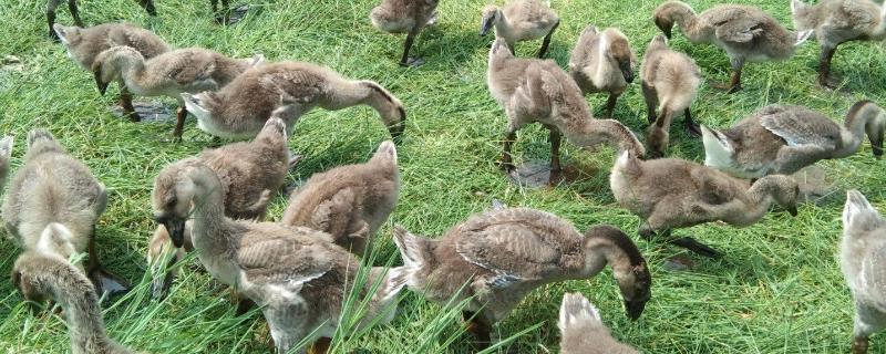 鹅吃什么东西，附鹅的养殖方法（鹅吃什么食最好）