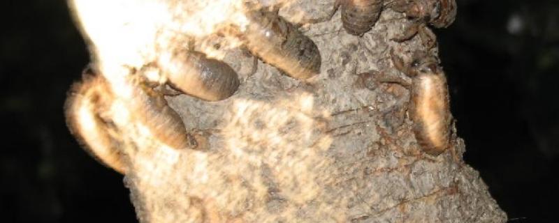 家里怎样养蝉,附方法和步骤