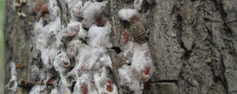 草履蚧的寄主范围，草履蚧是什么类 草履蚧相关内容