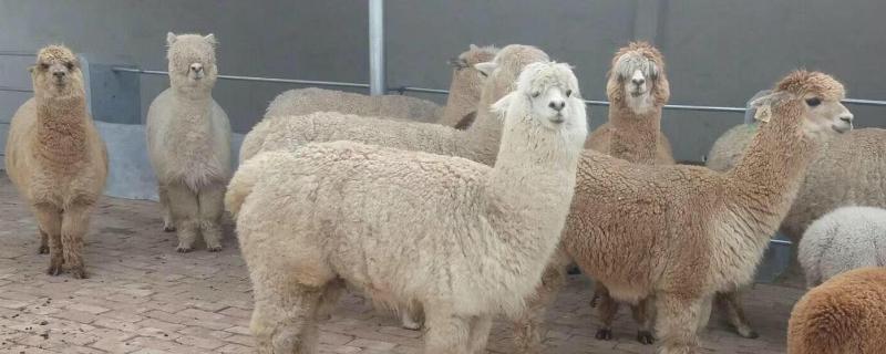养羊驼需要办什么手续,产地在哪里