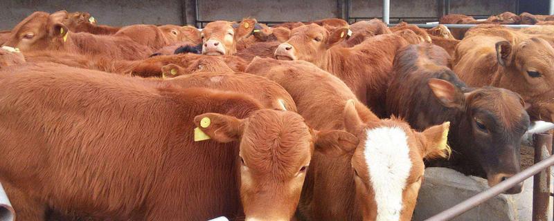 牛生长周期多长,寿命有多长(牛的生长周期多长)