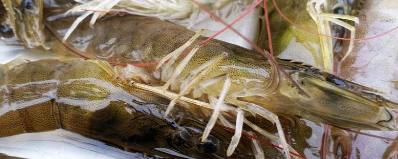 在家里怎么养小虾,小虾可以和鱼类混养吗