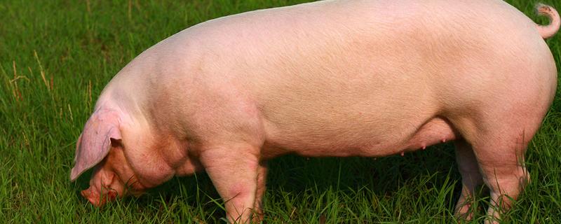 母猪净化用什么药,母猪净化血虫需要多少天