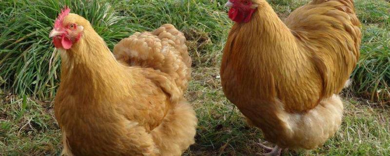 母鸡为什么夏天不下蛋,下蛋需要公鸡受精吗