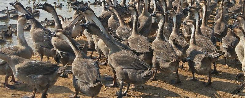 狮头鹅能长多少斤,是黑脚还是黄脚