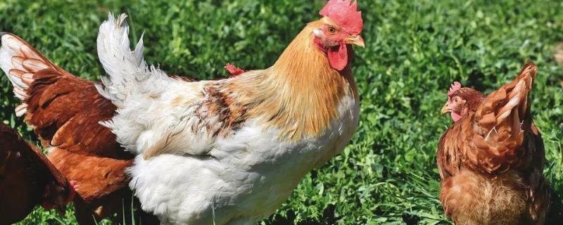 鸡拉红色粪便喂什么药,是什么原因导致的