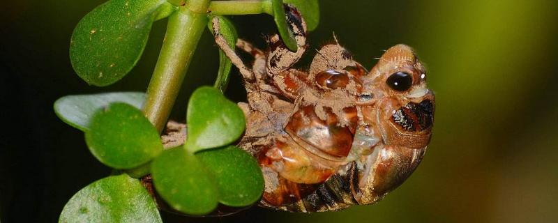 金蝉一亩地能出多少斤,养殖周期是多久