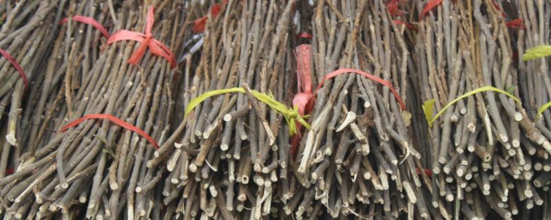 金蝉卵枝怎样孵化，附卵枝种植方法 金蝉卵枝的孵化方法