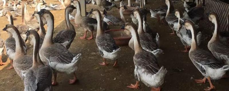 一亩地能养多少只鹅,附鹅的养殖方法