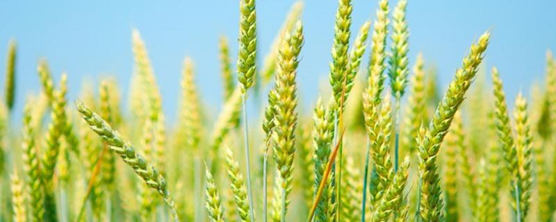 无性繁殖是什么意思,无性繁殖和有性繁殖的本质区别