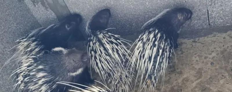 豪猪的天敌有哪些，豪猪的生活环境 豪猪攻击天敌时候的视频