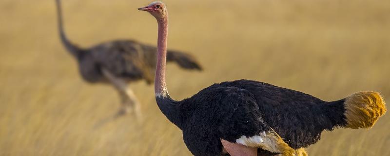 鸵鸟有多高，是鸟类吗 鸵鸟算是鸟类吗