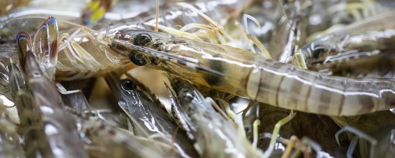 河虾吃什么,如何喂养