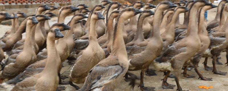 鹅几个月长成年鹅,养多久可以下蛋