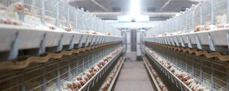 养禽与禽病防治，家禽有哪些（家禽的常见病与治疗）