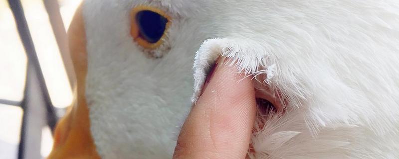 鹅的耳朵长在哪里,鹅最大能长多少斤