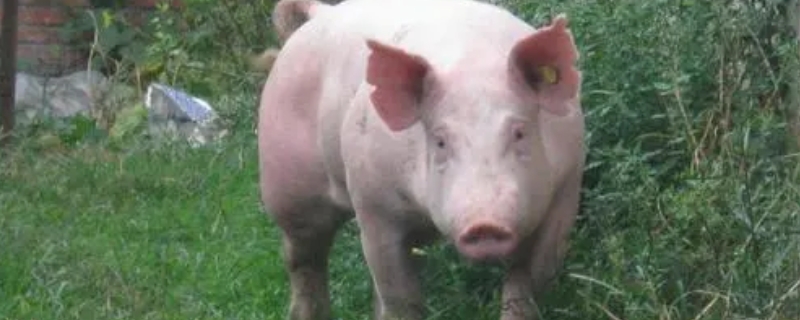 非洲猪瘟靠什么传播传染,如何积极治疗