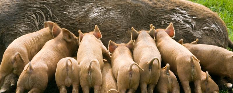 母猪便秘用什么药,是什么原因导致的