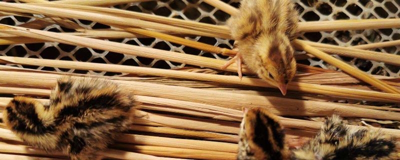 野生鹌鹑怎么养,野生鹌鹑和养殖的鹌鹑有什么区别