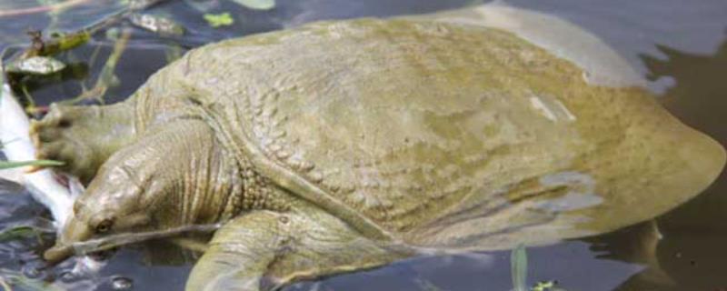甲鱼多久能长大,附养殖方法