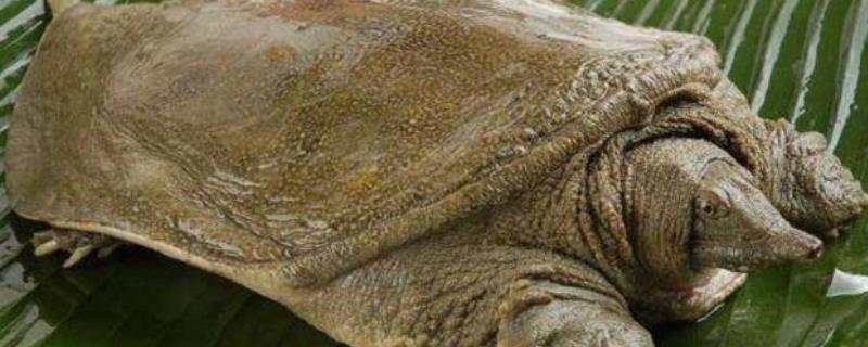 甲鱼为什么越大越贵,甲鱼的养殖方法