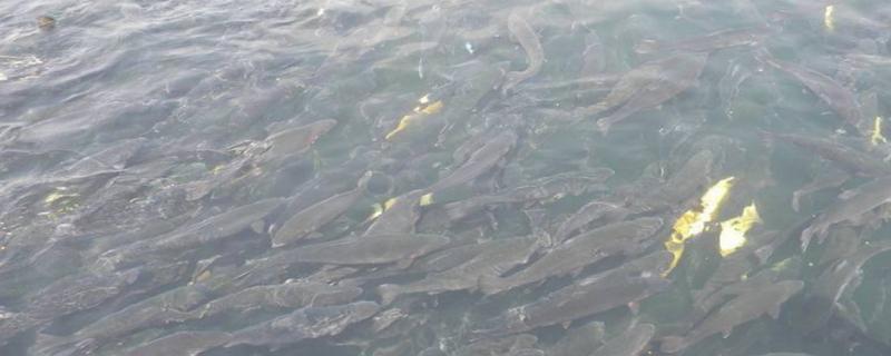 鱼塘解毒调水用什么药,鱼塘调水是先解毒还是先改底