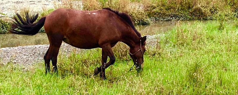 马一天吃多少草料,草料里面可以拌盐吗