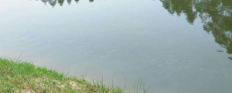 鱼塘降氨氮用什么药，氨氮高的原因（鱼塘降氨氮用什么药,氨氮高的原因有哪些）